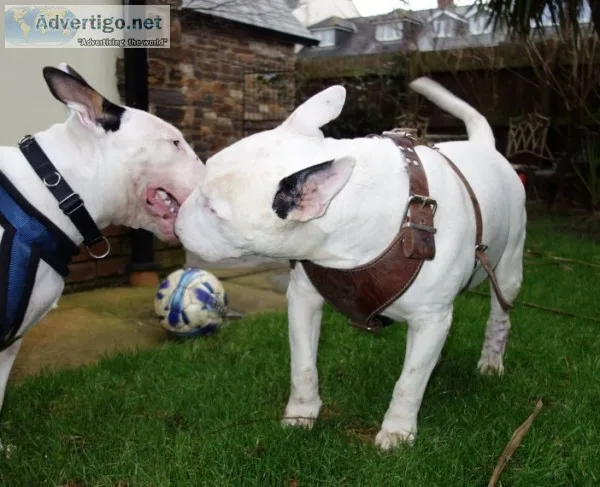 Beautiful bull terrier puppies