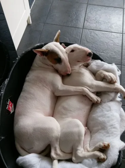 Exquisit kc reg english bull terrier pup