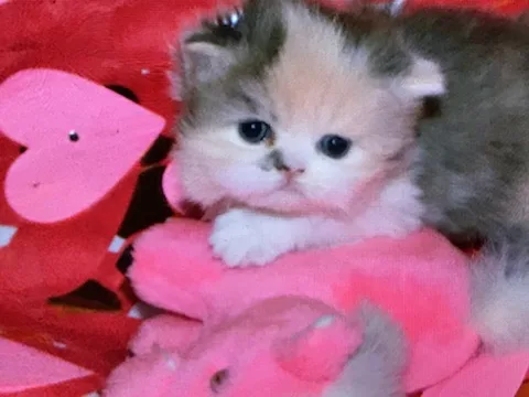 Himalayan kittens