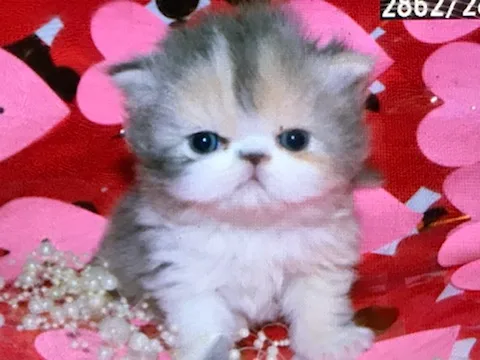 Himalayan kittens
