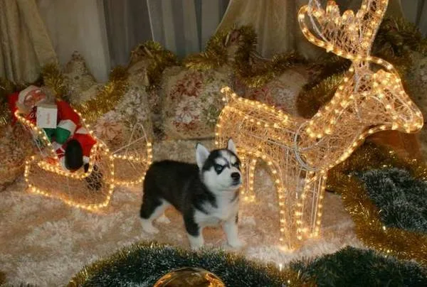 Lovely kids love husky puppies available