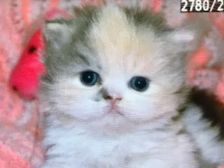 Himalayan kittens