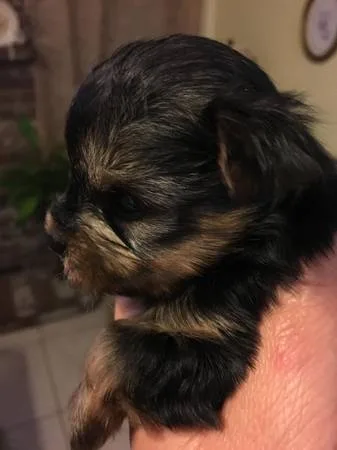 3 months oldyorkie puppies