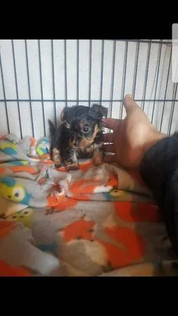  teacup yorkie puppies ready now 