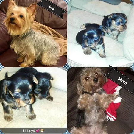 Yorkie puppies ckc teacup&toy 