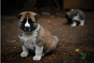 Akita puppy available now