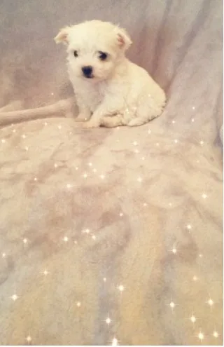 Cute kc registered maltese puppies jhj