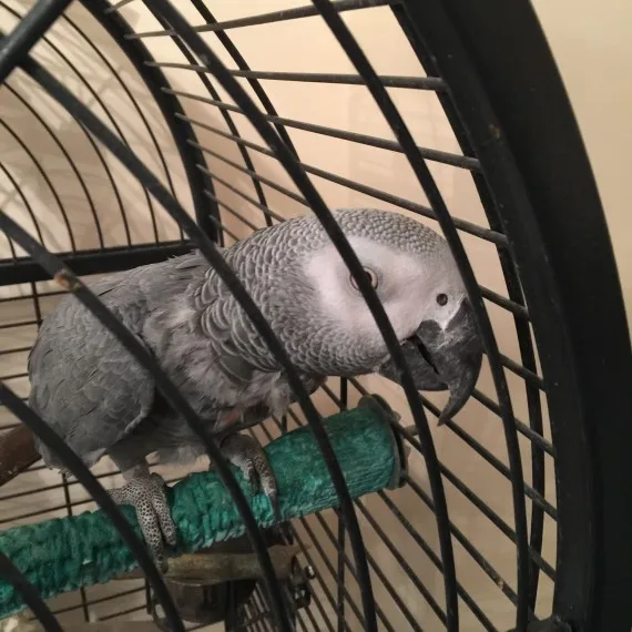 African grey parrot for sale