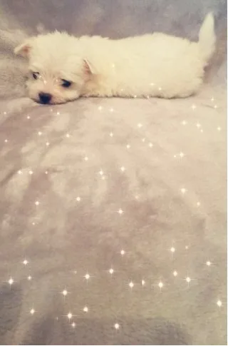 Ready sweet maltese puppies for sale nj 
