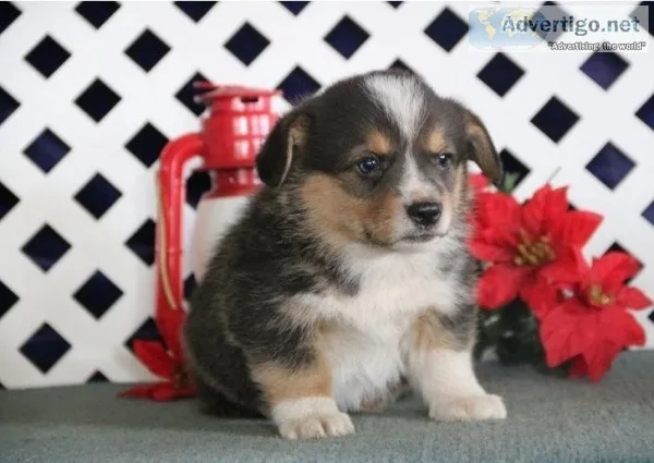 Welsh corgi pembroke for sale