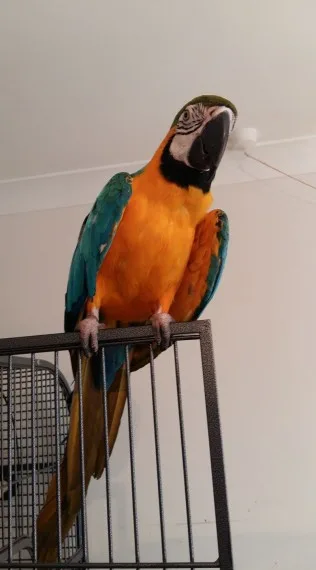 Sweet talking blue and gold macaw lkjhjn