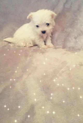 Outstanding tiny kc registered maltese 