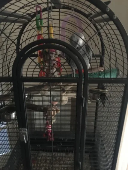 Available african grey for sale