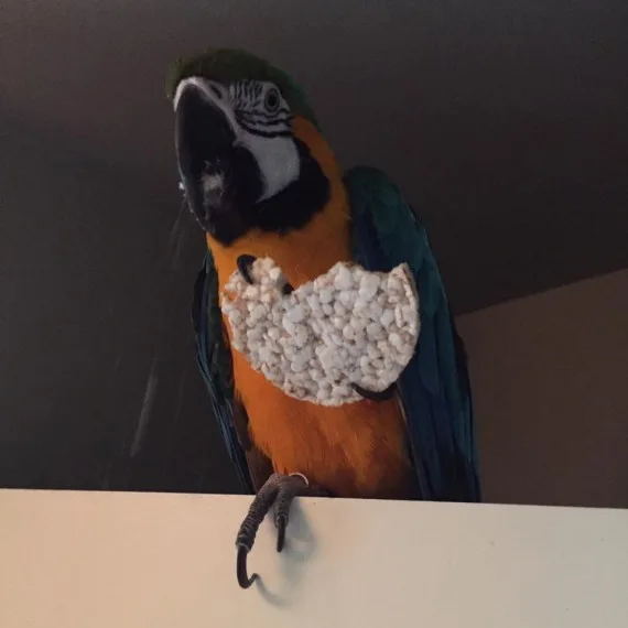 Stunning hybrid macaw babies 2 baby