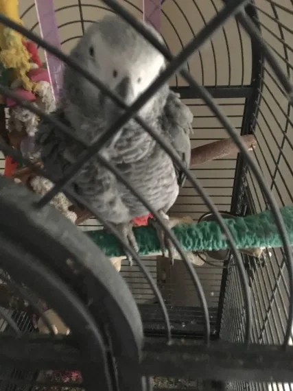 Talking african grey for sale uhohiu