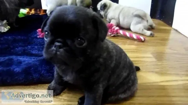 Pug puppy