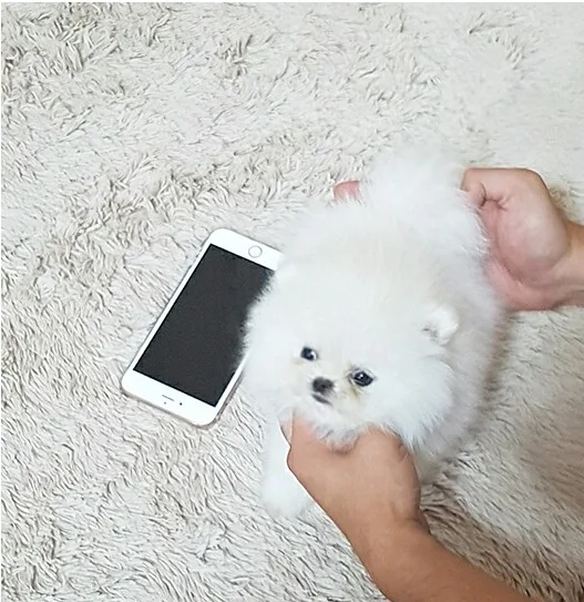 Cute white teacup pom