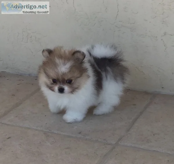 Teacup pomeranian puppies for sale