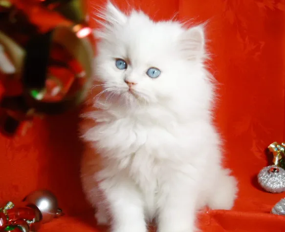 Persian kittens