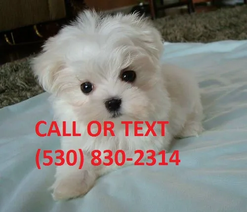Kjnhgt male and female maltese puppies