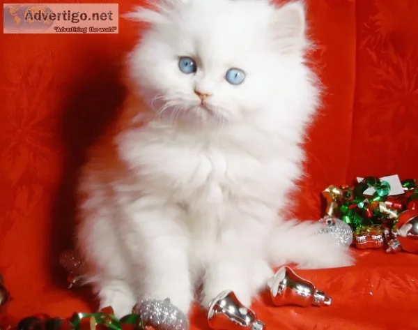 Persian kittens