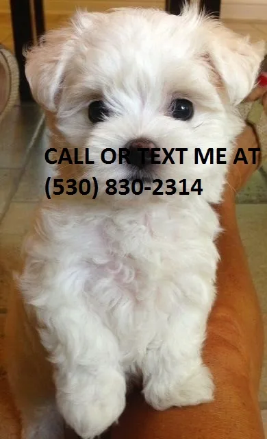 Pplayful maltese pups availble now adpt