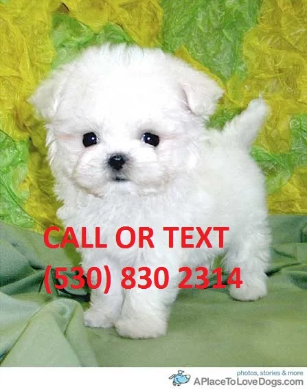 Aadorable maltese puppies for adoption 