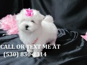 Potty trained mmlatese pups for sale jhn