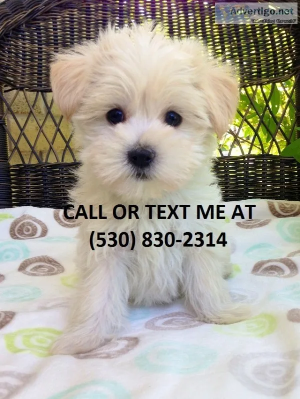 Cute/gorgeous teacup maltese puppies