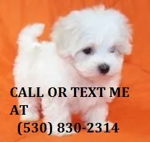 Splendid maltese puppy for sale sdcsdcsc
