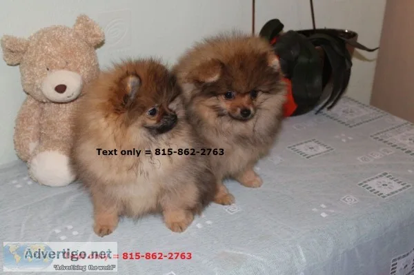 Stunning akc pomeranian small puppies