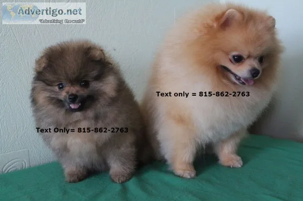 Chubby akc pomeranian puppies available