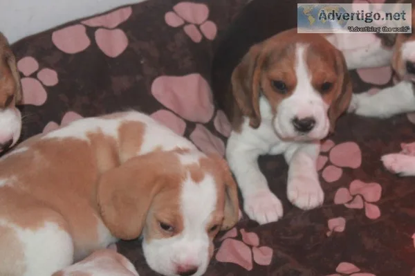Beautiful litter of beagles - ready now