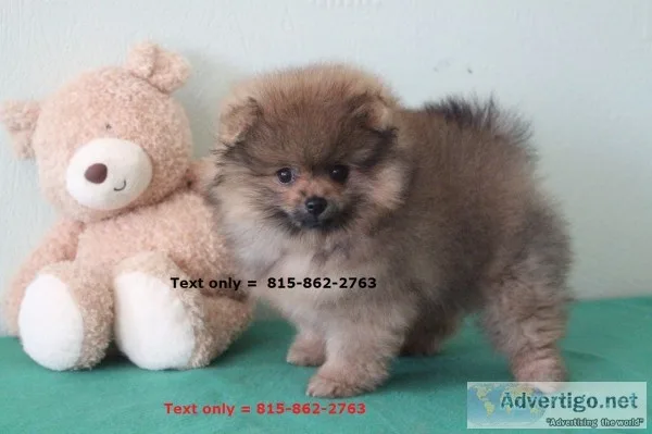Gorgeous akc pomeranian puppies 