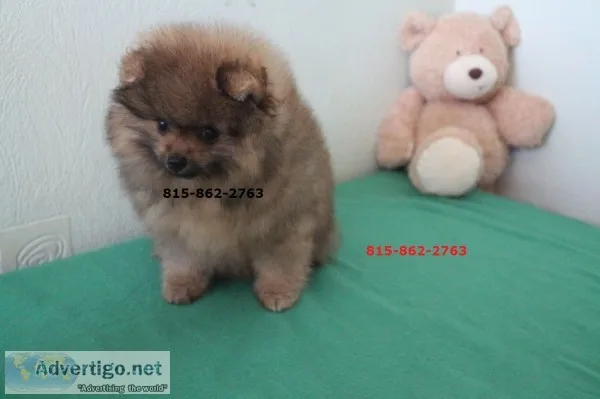Chubby akc pomeranian puppies available