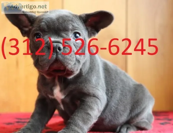 4 male and 3 female french bulldog pups