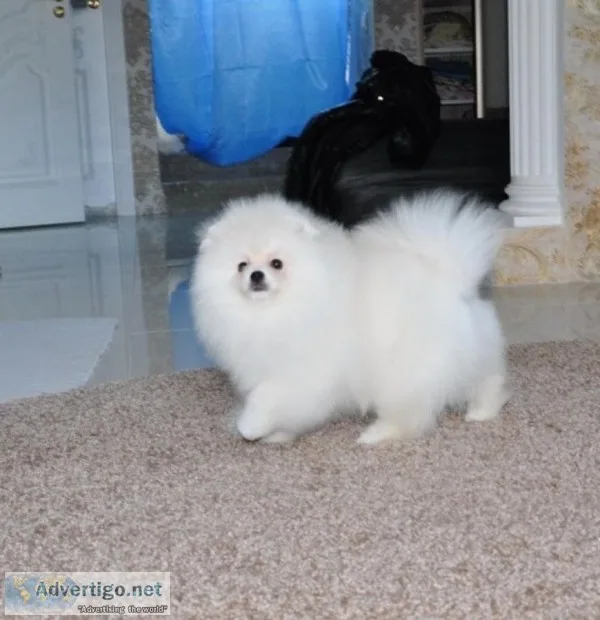 Gorgeous male and female pomeranian 