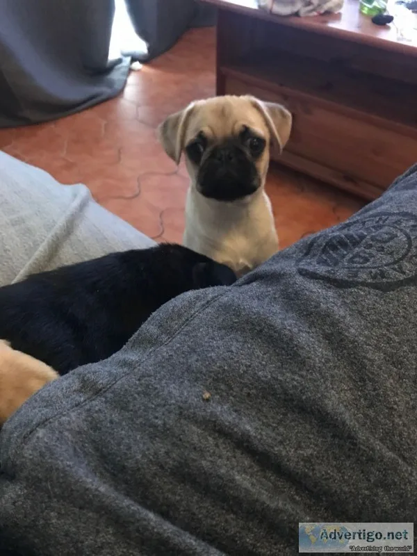  stunning pug puppies