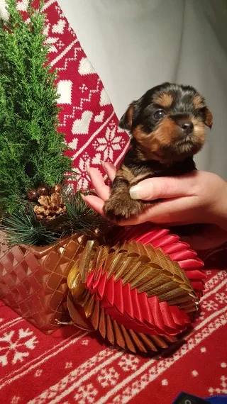 Beautiful teacup yorkies