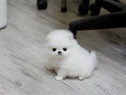 Affectionate teacup pomeranian