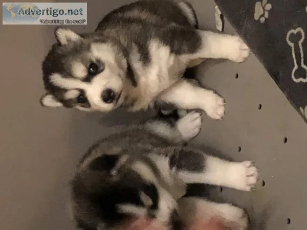 Siberian husky, male, female, 