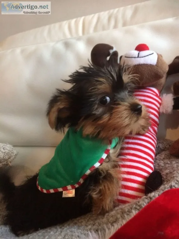 Beautiful teacup yorkies