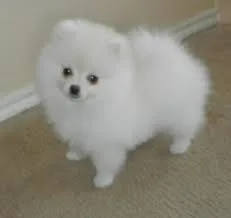 Affectionate teacup pomeranian