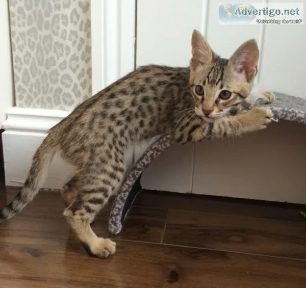 F1 savannah kittens for sale