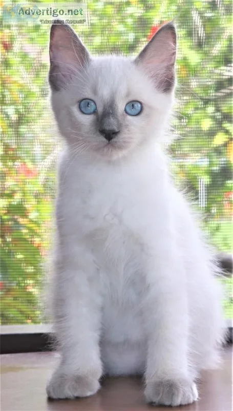 Genuine rag dol kitten kittens for sale 