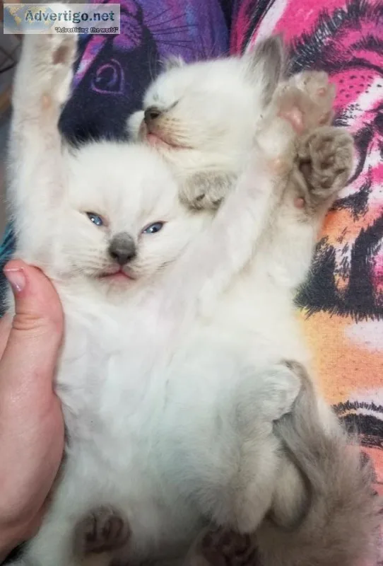 Beautiful boys - ragdoll kittens - regis