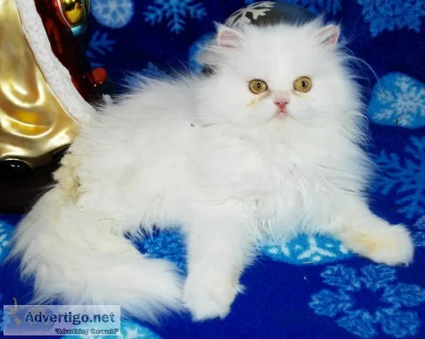 Persian kitten ready to go white, silver