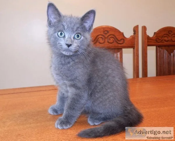 Russian blue & white hypoallergenic kitt