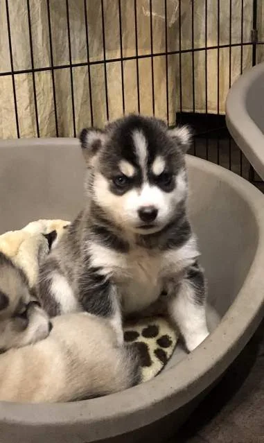 Siberian husky, male, female, 