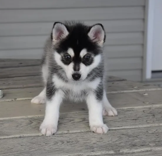 Pomsky puppies available *804*215*4739)